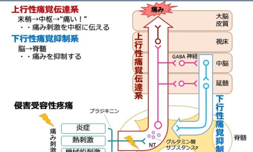 孕30周胎儿横位-30周宝宝横位网—知名的30周横位宝宝能自己转过来吗网站,分享孕30周横位怎么办知识